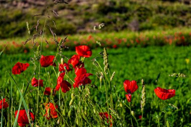 Dağların ortasında yeterince otlu kırmızı gelincik tarlası