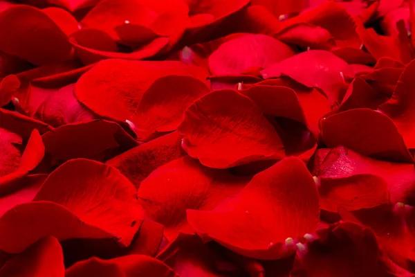 Czerwone Naturalne Tło Płatków Czerwonej Róży Kroplami Wody — Zdjęcie stockowe