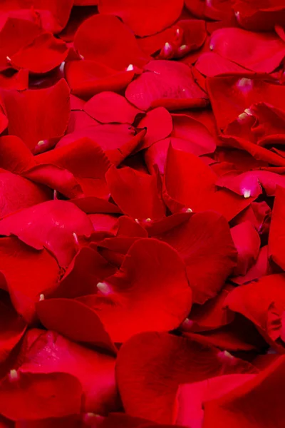 Red natural background of red rose petals with water drops