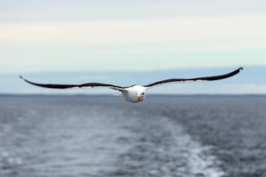 denizden ufukta yalnız martı uçar