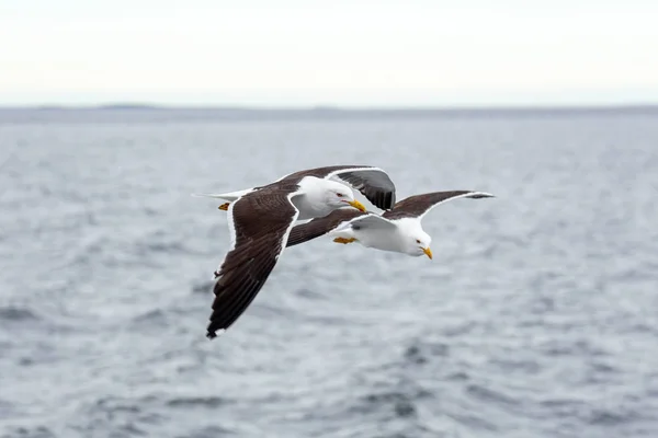 一对海鸥飞上地平线上的海 白色的海 俄罗斯 — 图库照片