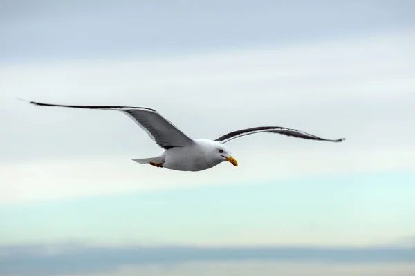 Eenzame Meeuw Vliegt Horizon Tegen Hemel Bij Zonsondergang Witte Zee — Stockfoto