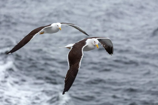 Coppia Gabbiani Vola Contro Mare Brutto Tempo Mar Bianco Russia — Foto Stock