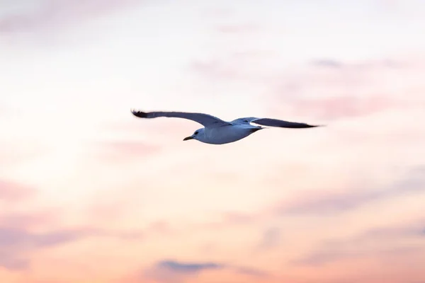 Eenzame Meeuw Vliegt Tegen Hemel Bij Zonsondergang — Stockfoto