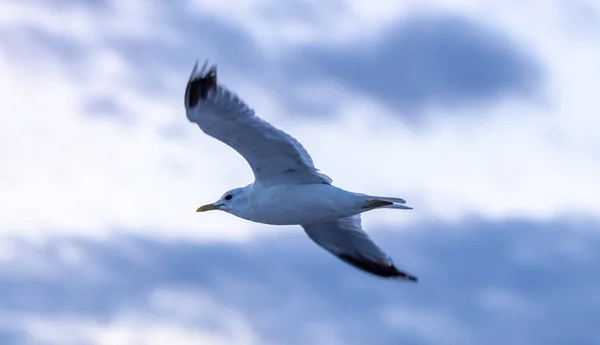 Gaviota Solitaria Contra Cielo Tiempo Lluvioso Atardecer Imagen De Stock