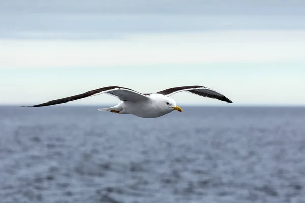 Lone Mås Flyger Horisonten Över Havet Stockbild