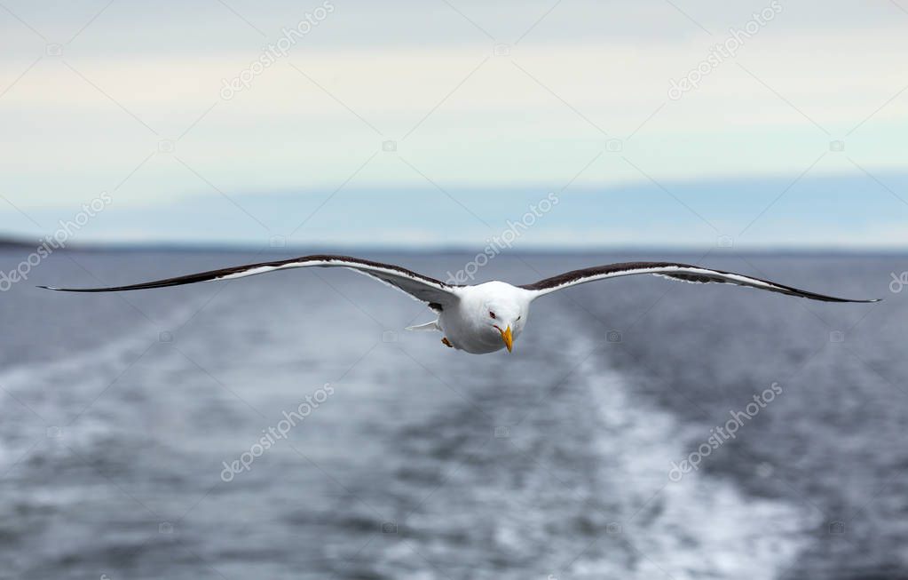 Lone seagull flies on the horizon above the sea