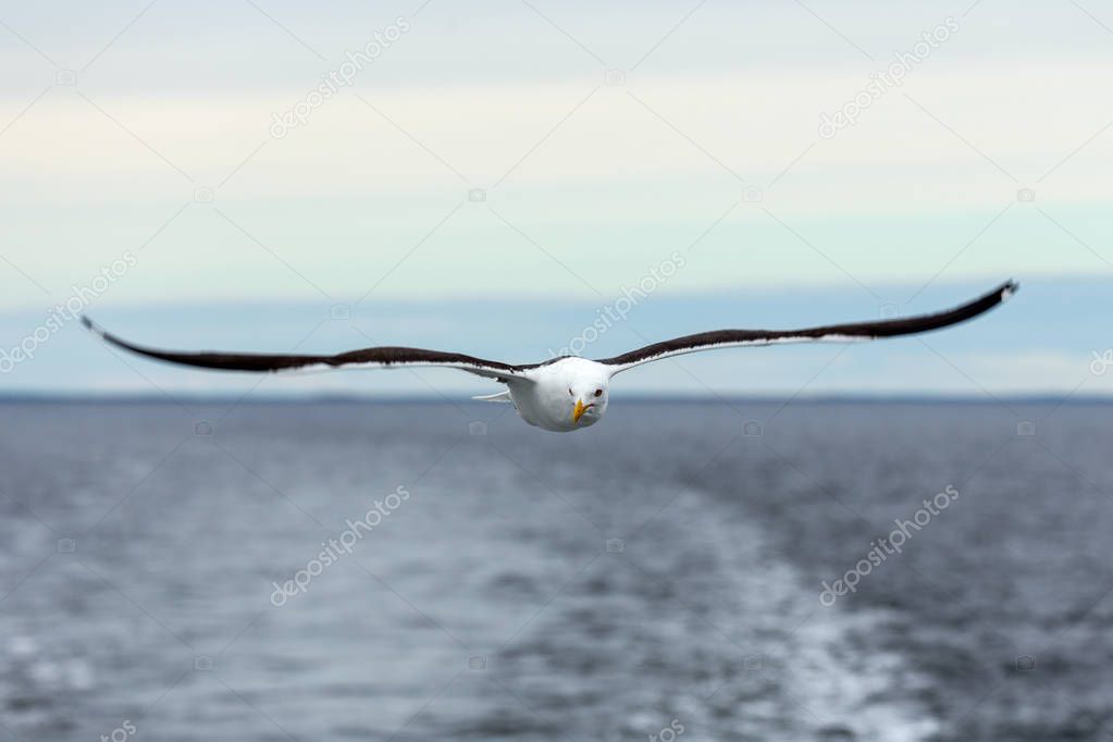 lone gull flies on the horizon above the sea