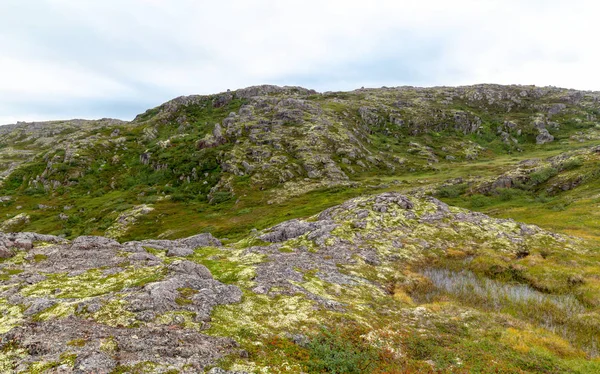 Toendra Van Het Kola Schiereiland Slechte Weersomstandigheden Groene Mos Korstmos — Stockfoto