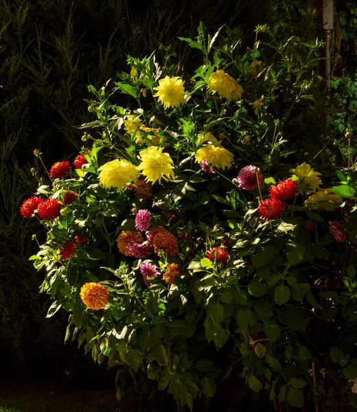 Huge bush of colorful dahlias in the lights of night lighting in the city park