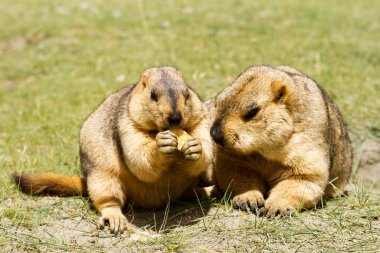 Komik Himalaya dağ (groundhogs) ile bisküvi Pangong Tso Gölü (Himalayalar, Ladakh, Hindistan civarında yeşil çayır üzerinde şaşırtıcı çift)