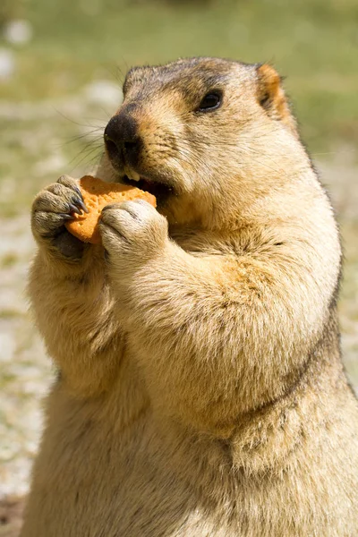 Marmota Himalaya Divertida Marmota Con Galletas Prado Verde Las Inmediaciones — Foto de Stock