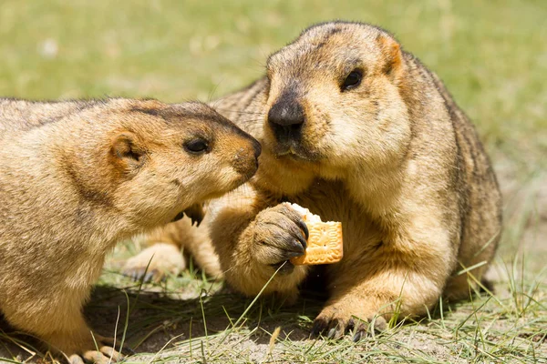 Couple Funny Surprising Himalayan Marmots Groundhogs Biscuit Green Meadow Vicinity Stock Picture