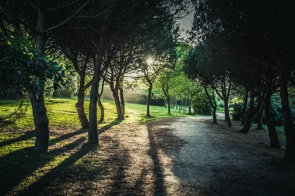 park and recreation area in the city. park and recreation area in Porto. Green end tree