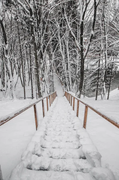 Wooden stairs under the snow in the forest