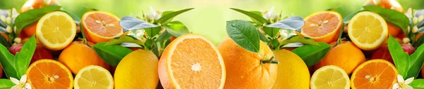 Panorama Citrus Fruits — Stock Photo, Image