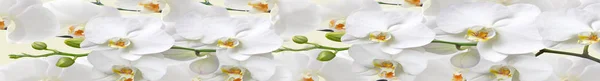 çiçekler beyaz orkide, doku