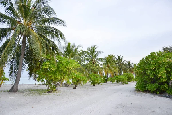 Παραλία Maldive Island Palm Trees — Φωτογραφία Αρχείου