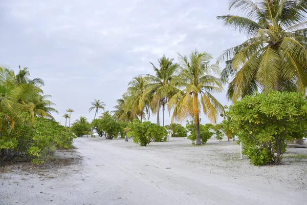 Παραλία Maldive Fun Island View Palm Trees — Φωτογραφία Αρχείου