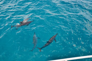 Yunuslar Maldiv Adaları Mavi Okyanus Su Denizi