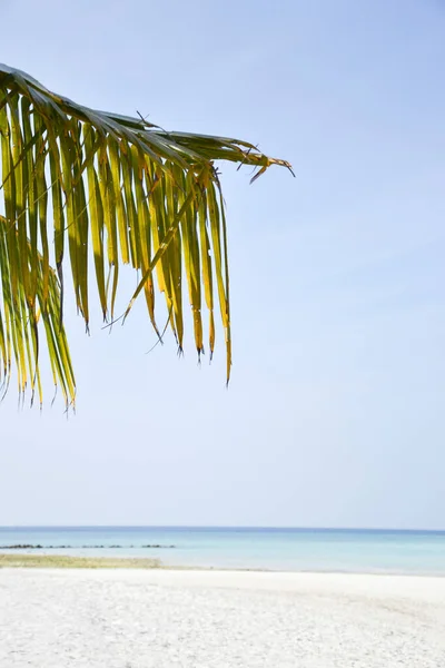 Palm Tree Ocean White Beach Μαλδίβες Τέλεια Παραλία Σκηνή Διακοπές — Φωτογραφία Αρχείου
