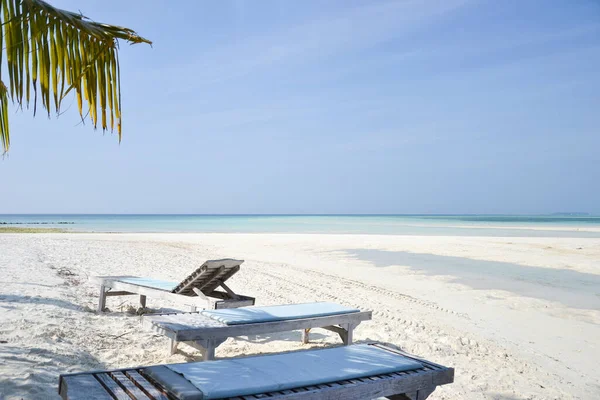 Lizard Palm Tree Maldive Island Beach — Φωτογραφία Αρχείου