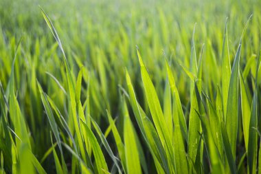Ticari Çimen Fotoğrafı, Yeşil ve taze çimenlerin üzerine damlalar
