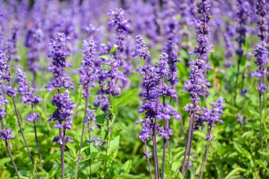Lavanta Çiçeği Fotoğrafçılığı, Fransa 'nın güneyindeki lavanta tarlası