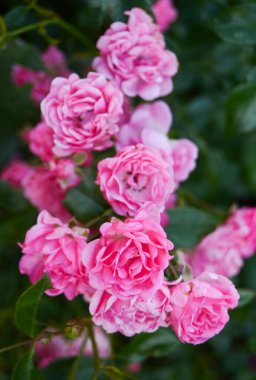 Şirin Panda hayvanat bahçesinde okaliptüs yiyor.  