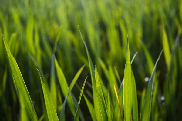 Foto Comercial Grama Gotas Grama Verde Fresca — Fotografia de Stock