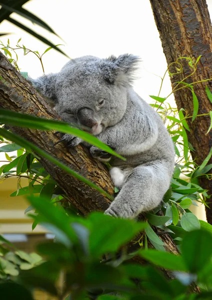 Foto Koala Animal Sitting Tree Muito Relaxado — Fotografia de Stock