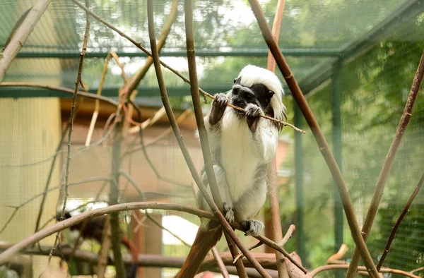 Monkey Sitting Tree Zoo Fotografia Imagem — Fotografia de Stock