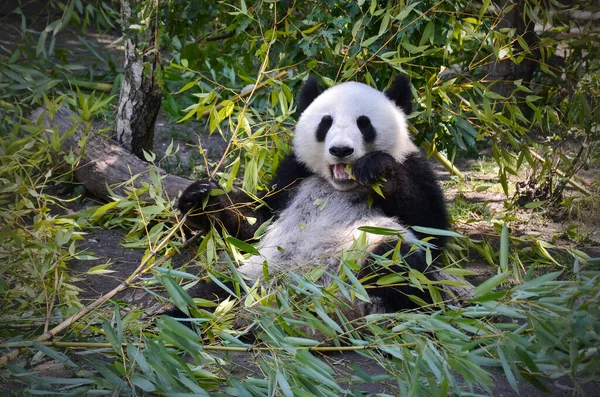 Cute Panda Bear Eating Eucalyptus in Zoo Black and White