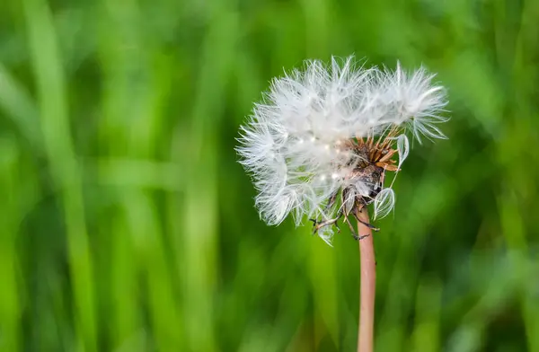 Macro Dandelion Fotografia Natureza — Fotografia de Stock