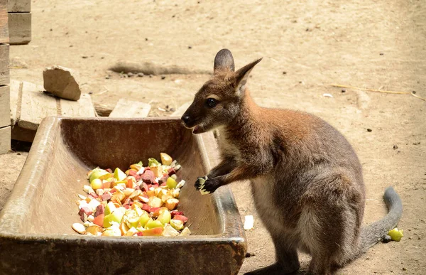 Fotografia Canguru Comendo Bonito Pequeno — Fotografia de Stock