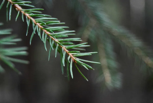 Photography of Needle, detail macro photography