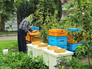 Arılar arasında kıdemli. Kolobrzeg, Polonya - 18 Ağustos 2019 Yaşlı bir adam arılarla kendi apiary'sini denetler.