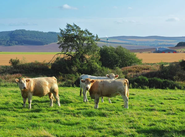 Prado Escocés Forfar Escocia Septiembre 2019 Una Manada Vacas Mientras — Foto de Stock