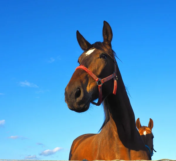 Charming Horse Gaze Szadek Polonia Mayo 2020 Retrato Caballo Joven — Foto de Stock