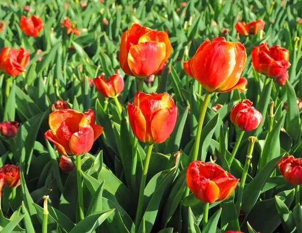 春の太陽の下でチューリップ ポーランドのロドス 2020年5月7日美しい赤いチューリップの大家族は ロドスの植物園の風に春の太陽の下で咲きます — ストック写真