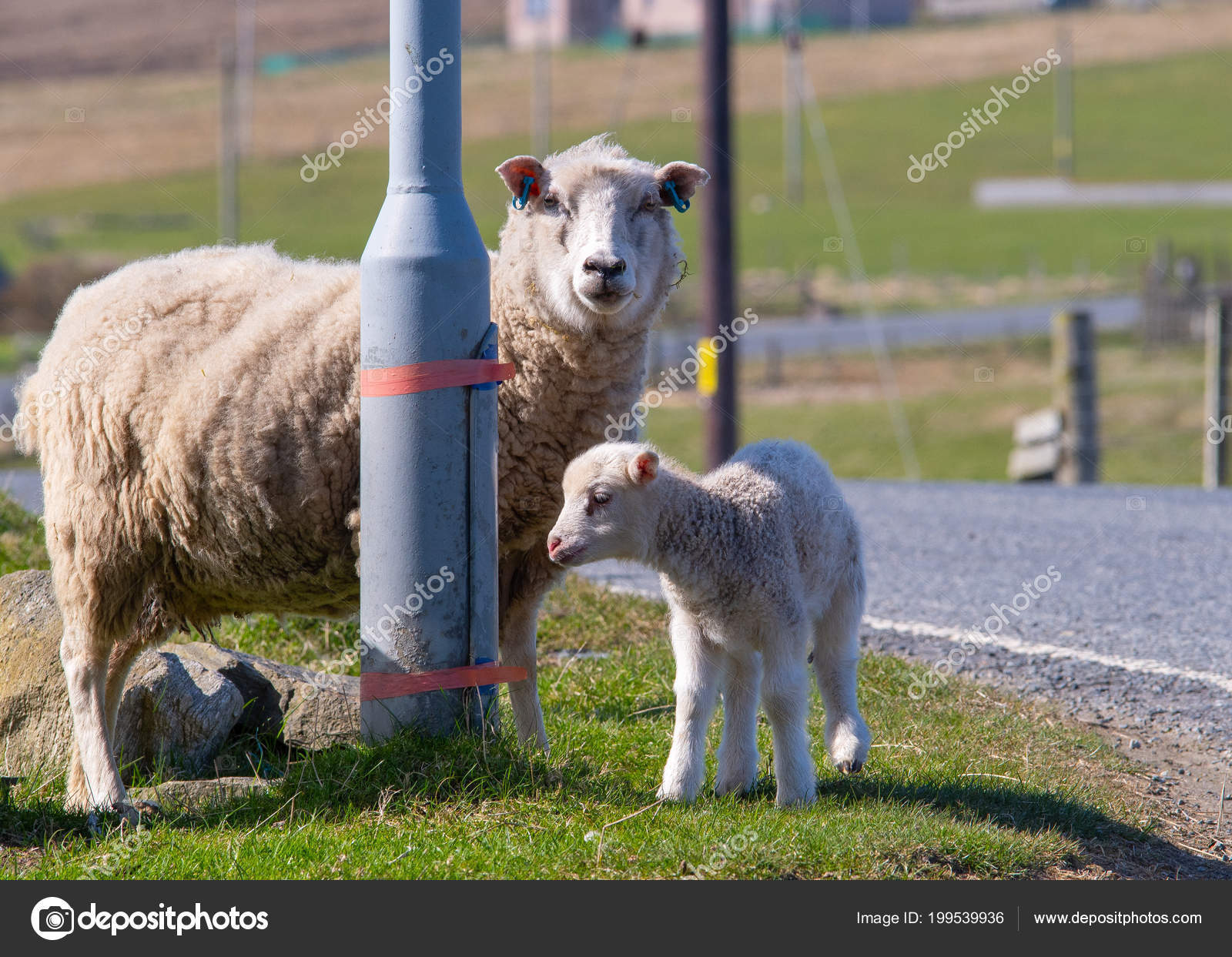 Sheep Baby Lamb Stand Next Lamp Post Side Road Stock