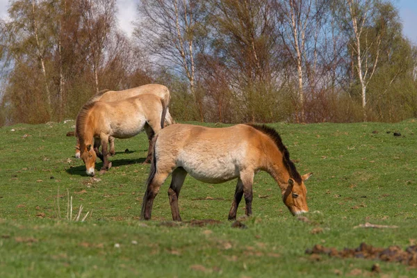 Flock Przewalskis Häst Betar Mjuk Sluttning Blå Himmel — Stockfoto