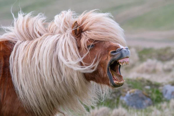 Egy Magányos Shetland Póni Brays Mutatja Fogait Egy Skót Láp — Stock Fotó