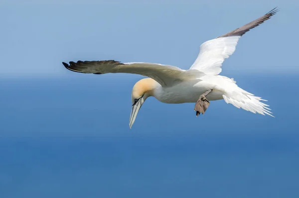 Ein Großer Basstölpel Flug — Stockfoto