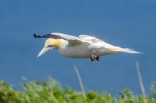 Ein Großer Basstölpel Flug — Stockfoto