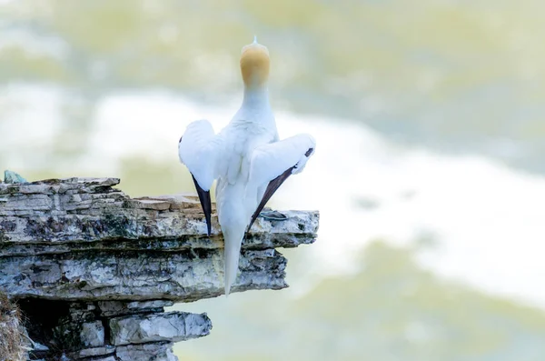 Eine Rückansicht Eines Ausgewachsenen Basstölpels Der Auf Einem Felsvorsprung Nistet — Stockfoto