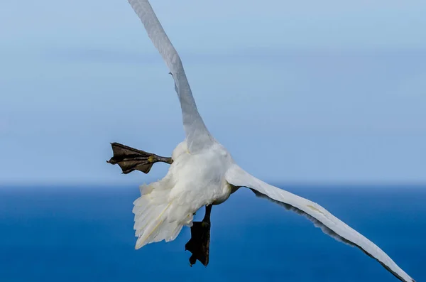 Ein Großer Basstölpel Flug — Stockfoto