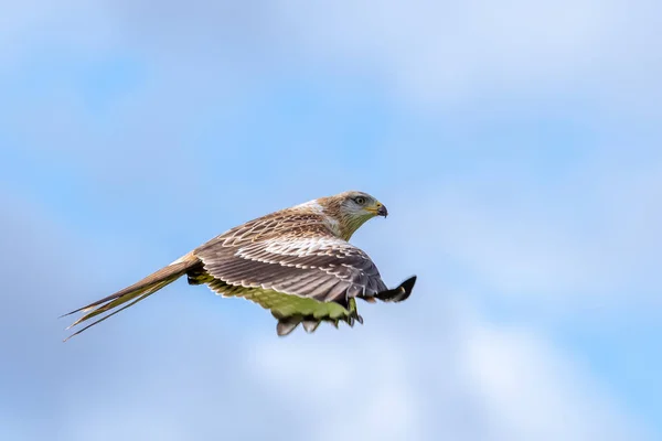 Rotmilan Fliegt Herbst 2018 Dumfriesshire Schottland — Stockfoto