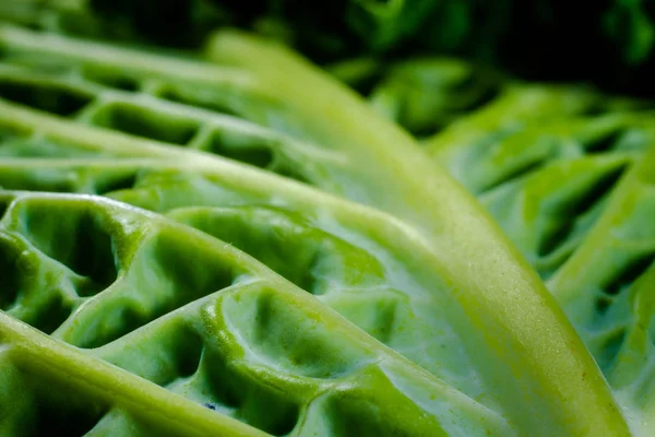 Macro View Showing Detail Contained Outer Layers Simple Savoy Cabbage — Stock Photo, Image
