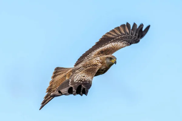 Rotmilan Fliegt Herbst 2018 Dumfriesshire Schottland — Stockfoto